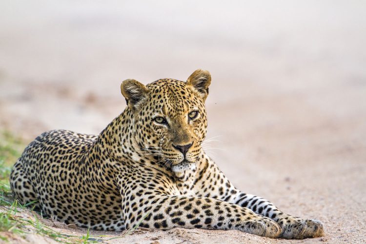 Leopard im Yala Nationalpark