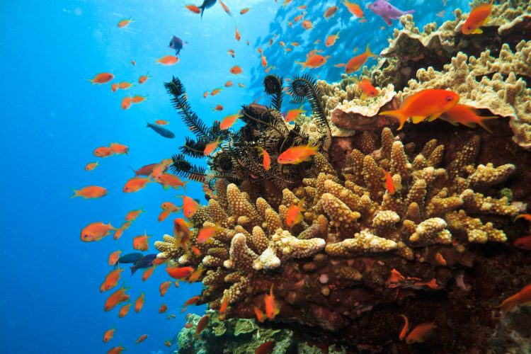 Fische im Great Barrier Reef