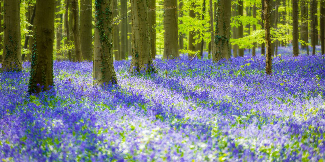 Hasenglöckchenblüte im Hallerbos