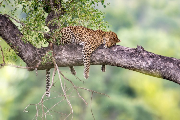 Leopard - einer der Big Five