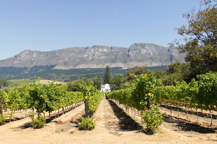 Weinreben in Südafrika