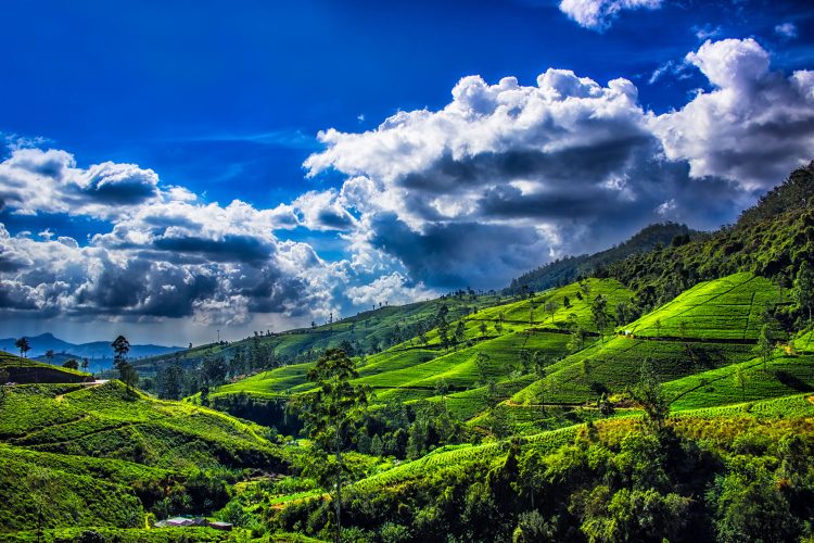 Teeplantagen bei Nuwara Eliya