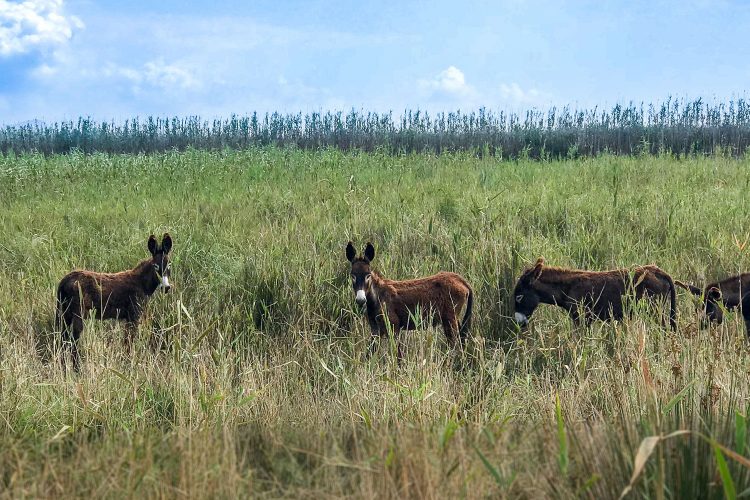 Esel im Naturpark S'Albufera