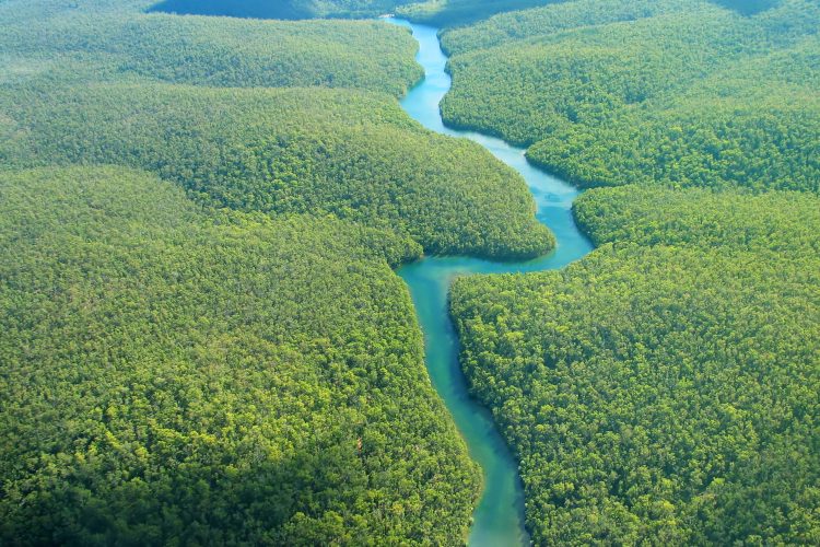 Der Amazonas schlängelt sich durch den Regenwald
