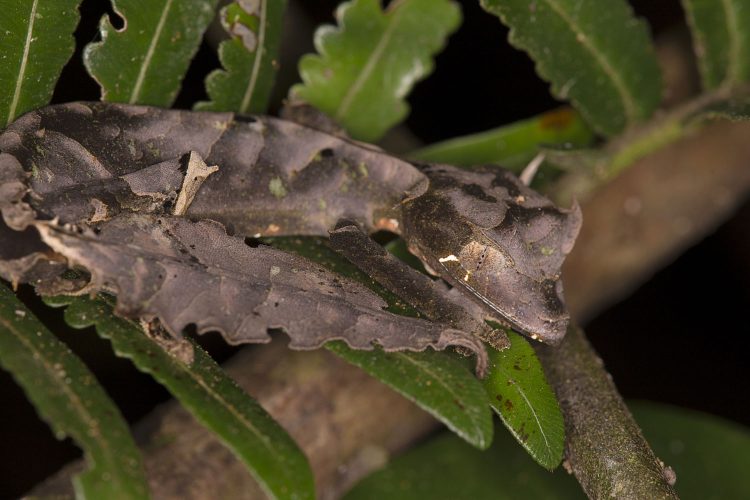 Kaum als Tier zu erkennen: Der Gespenster-Blattschwanzgecko