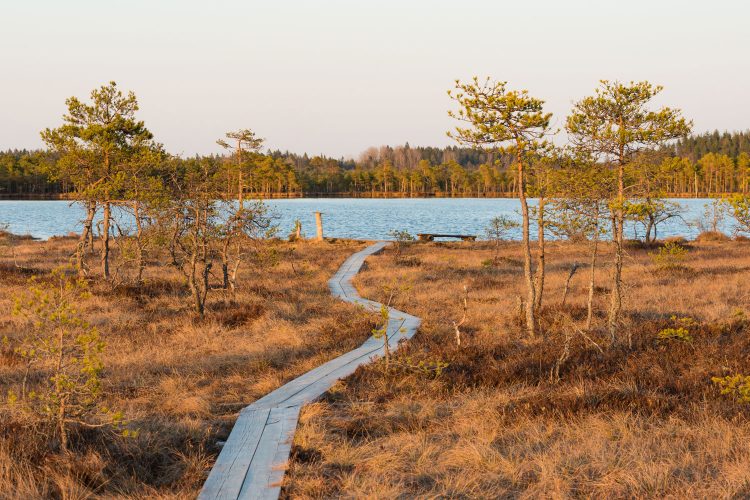 Moorlandschaft in Estland