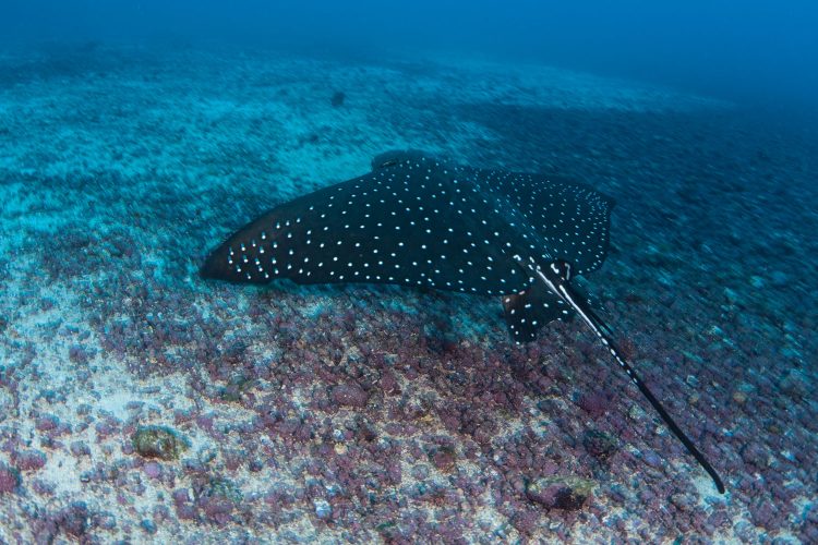 Gefleckter Adlerrochen vor der Küste Costa Ricas