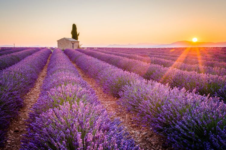 Besonders schön, wenn der Lavendel blüht: Tour durch die Provence