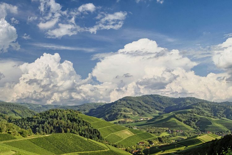 Panoramablick über Schwarzwald und Weinberge