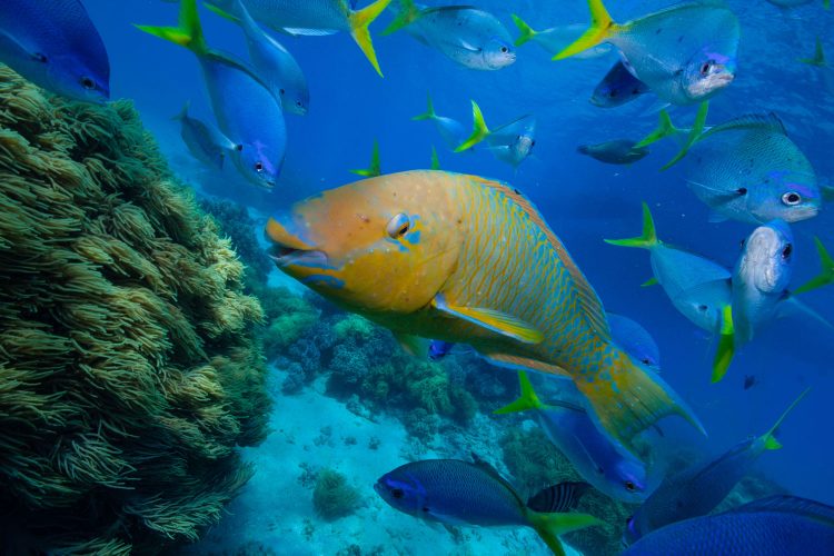 Papageienfisch im Great Barrier Reef