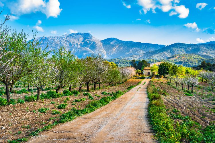 Mallorca im Frühling