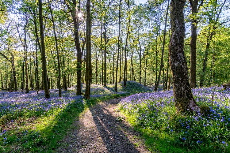 Whippendell Woods, Großbritannien