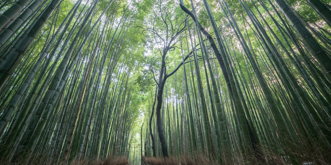 Weg durch den Bambuswald