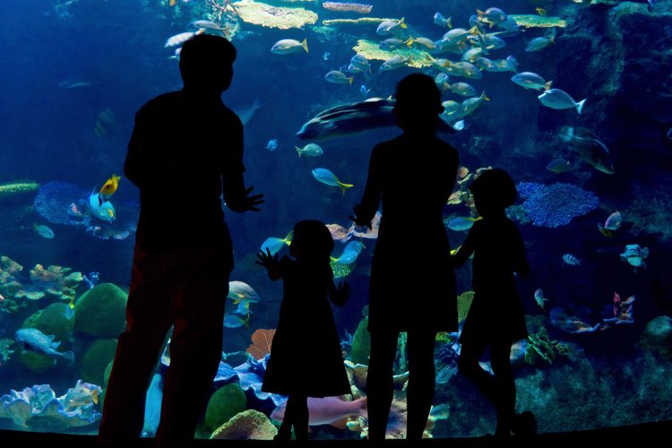 Familie im Aquarium