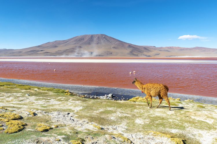 Die rote Laguna Colorada in Bolivien