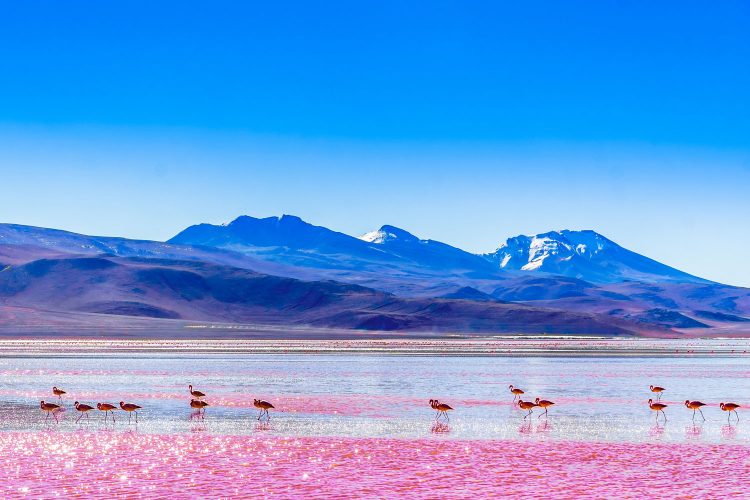 Laguna Colorada