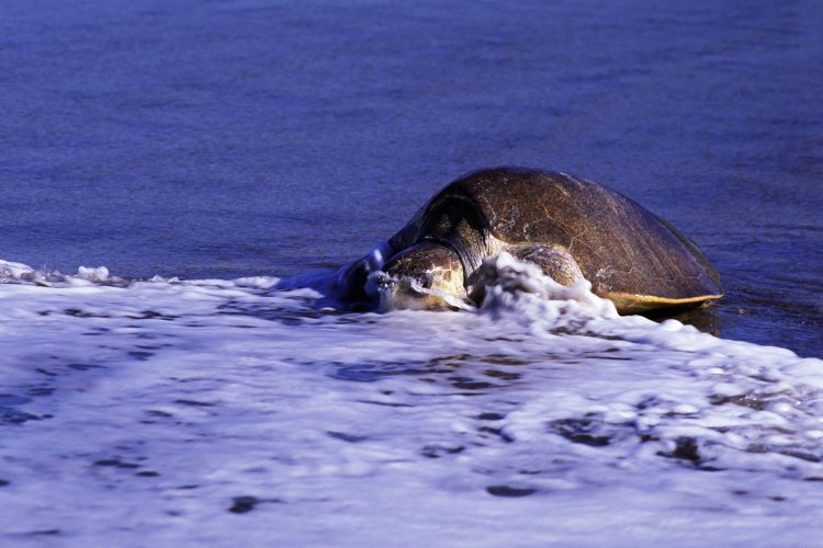 Meeresschildkröte am Strand von Costa Rica 