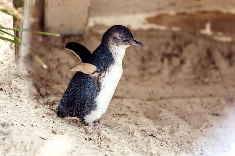 Kleiner Pinguin am Strand