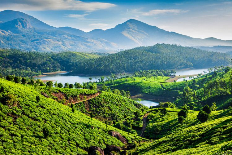 Teeplantagen in Kerala