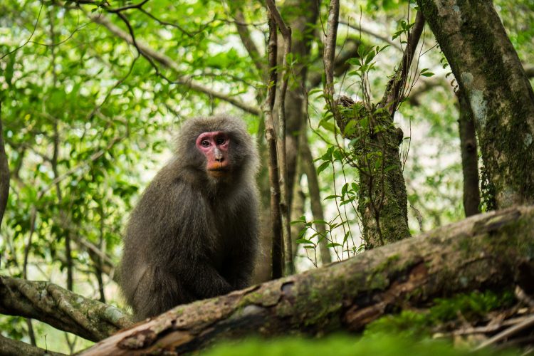 Affe auf Yakushima