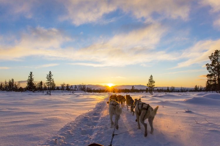 Schlittenhunde-Tour