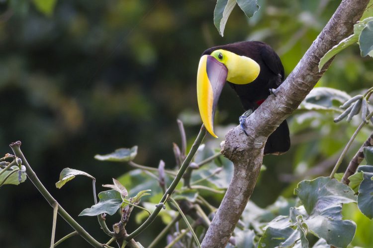 Tukan im Urwald in Costa Rica