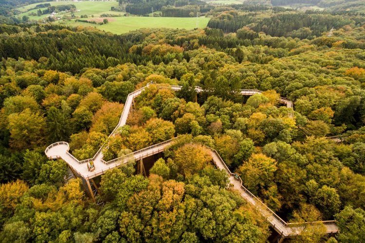 Blick auf den Baumwipfelpfad Panarbora