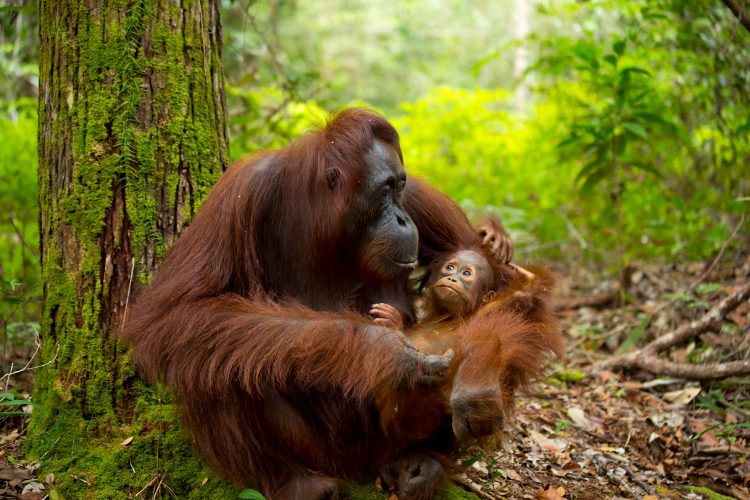 Orang-Utan in freier Wildbahn