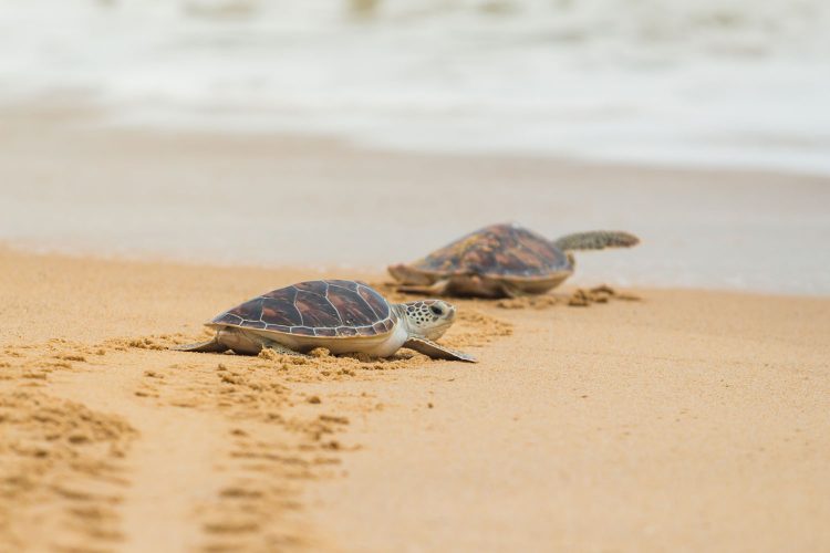 Kleine Schildkröten auf dem Weg zum Meer