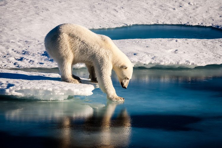 Nachhaltige Tierabenteuer setzen sich für den Erhalt des Lebensraums der Tiere ein