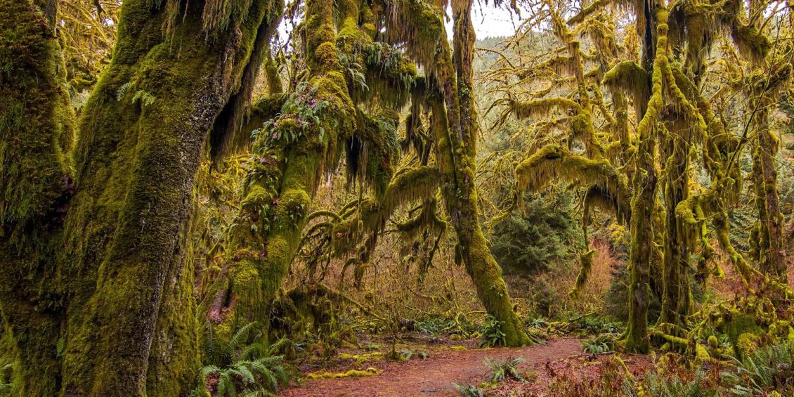 Moosbewachsene Bäume im hoh Rainforest