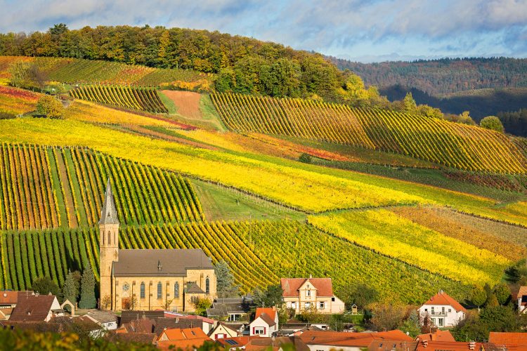 Herbstliche Weinreben in der Pfalz