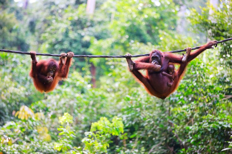 Orang-Utans