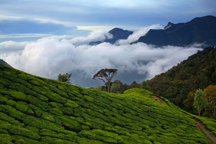 Darjeeling-Tee-Route, Indien