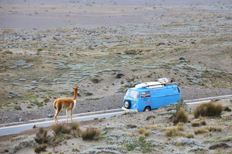 Vikuna in der Nähe von Himborazo Ecuador